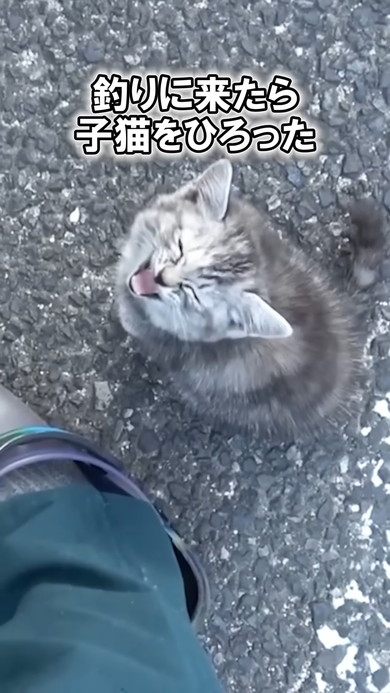ドブで鳴いていた子猫ちゃん