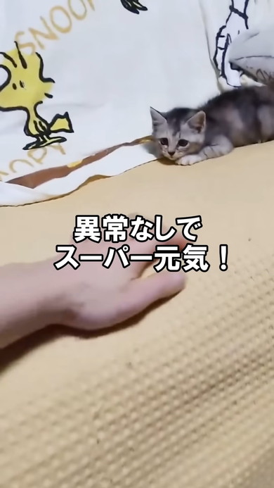 遊んでいる子猫ちゃん