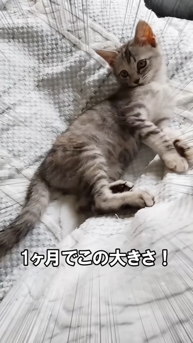 1カ月で大きくなった子猫ちゃん