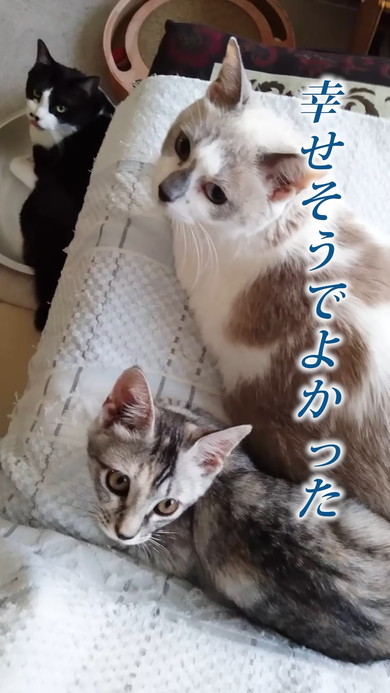他の猫ちゃんたちとくつろぐ子猫ちゃん