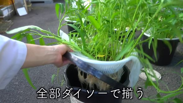 100均の商品だけで栽培できる空芯菜の家庭菜園