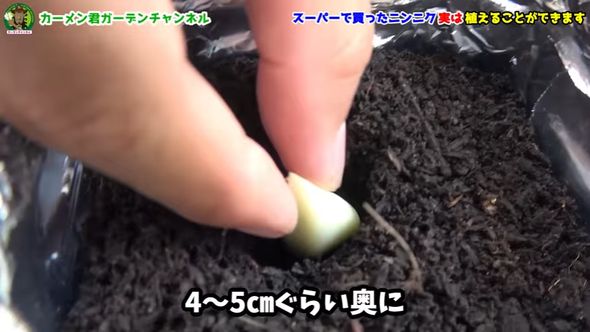 余った食用ニンニクで栽培する方法