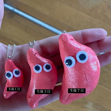 新生児の胃のモデル