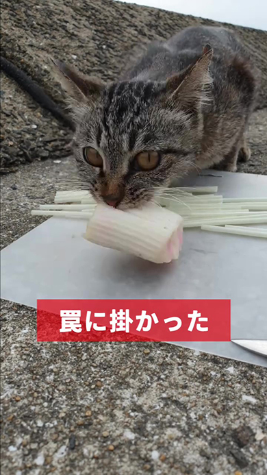 わなにかかった