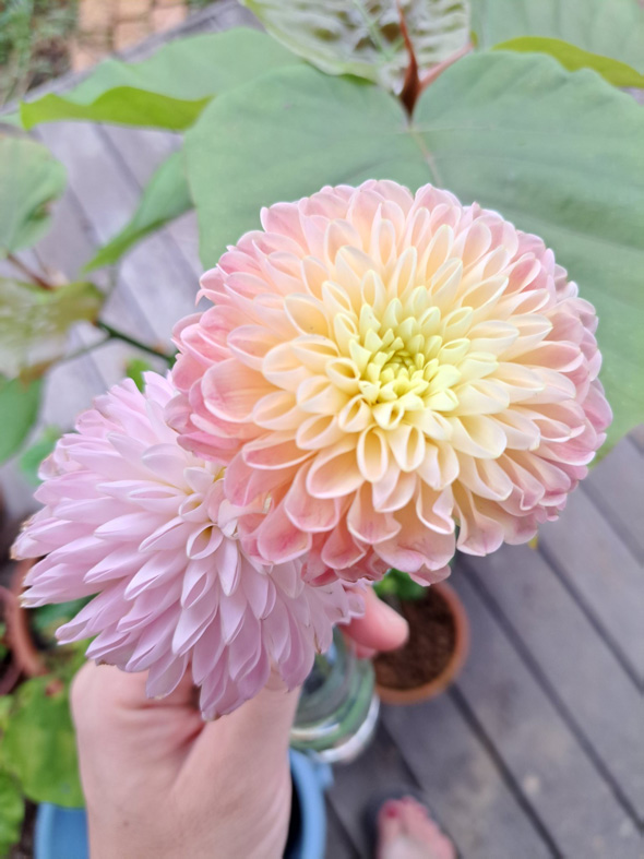 ダリア（感謝） ほんと天才すぎる」と話題の切り花、どこからどう見ても…… 夢の