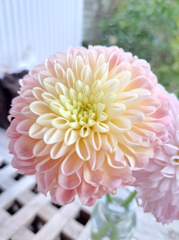 ほんと天才すぎる」と話題の切り花、どこからどう見ても…… 夢の