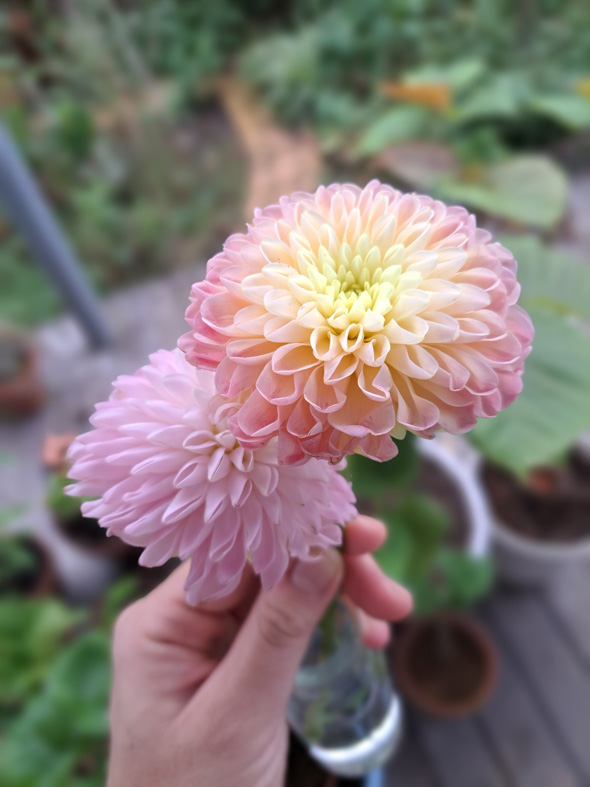 和菓子みたい ダリア グラデーション きれい 色 花