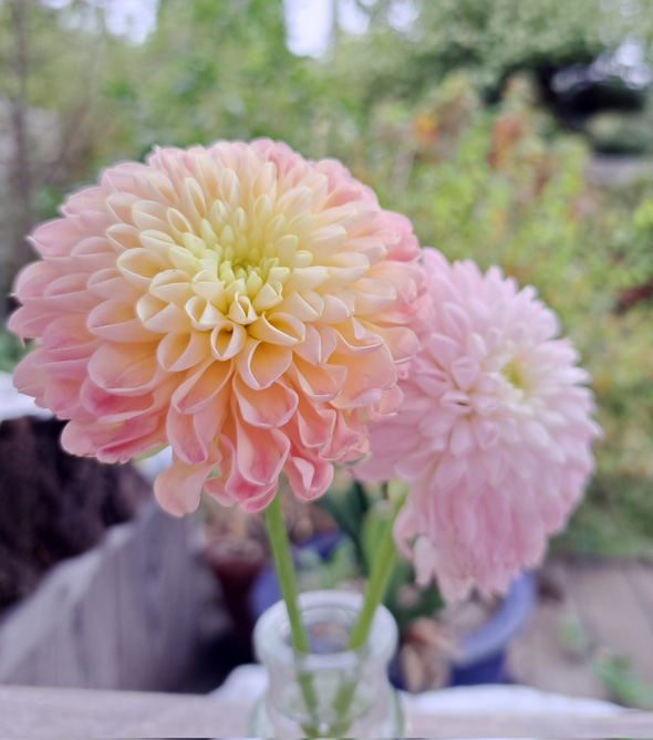 和菓子みたい ダリア グラデーション きれい 色 花