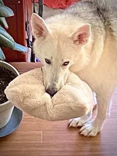 階段下から見上げるワンコ