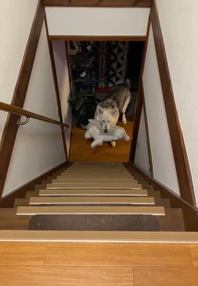 階段下から見上げるワンコ