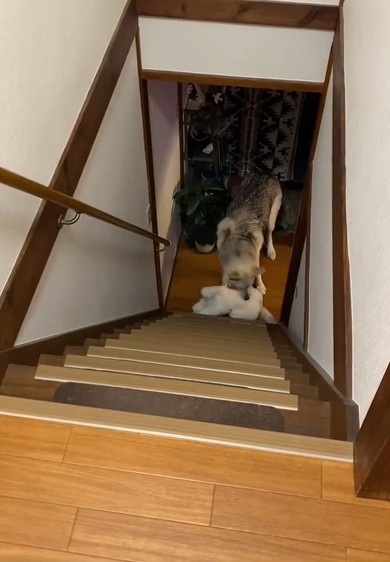 階段下でクッションを置くワンコ