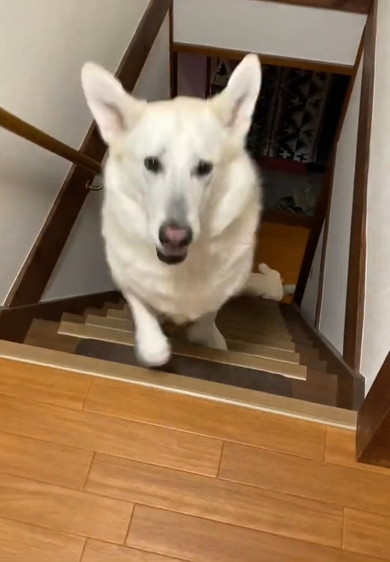 階段を駆け上がるワンコ