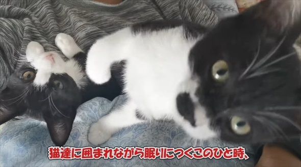 猫に囲まれて眠るパパの体に違和感