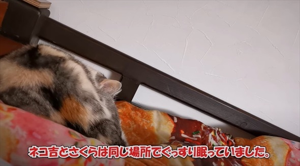 猫に囲まれて眠るパパの体に違和感