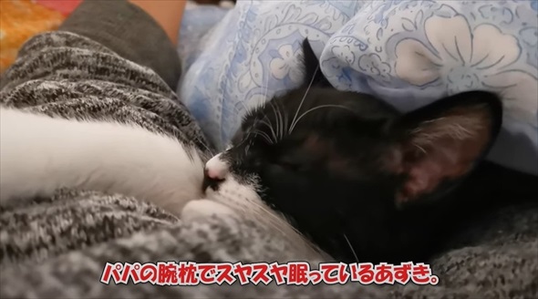 猫に囲まれて眠るパパの体に違和感