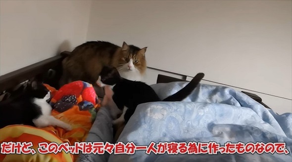 猫に囲まれて眠るパパの体に違和感