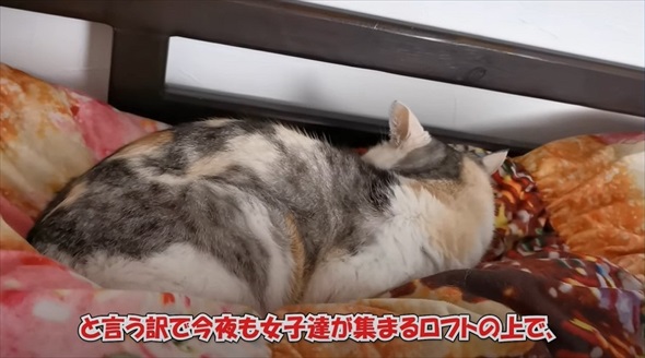 猫に囲まれて眠るパパの体に違和感