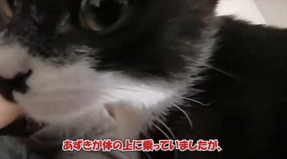 猫に囲まれて眠るパパの体に違和感
