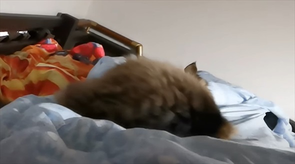 猫に囲まれて眠るパパの体に違和感