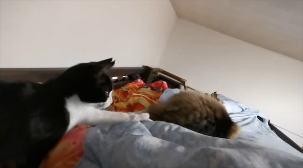 猫に囲まれて眠るパパの体に違和感