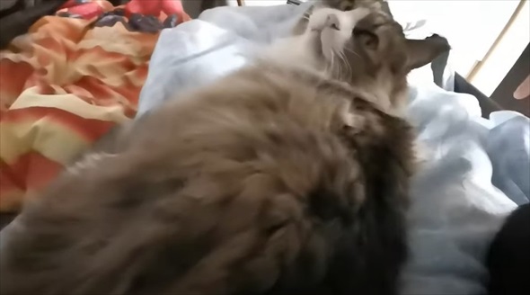 猫に囲まれて眠るパパの体に違和感