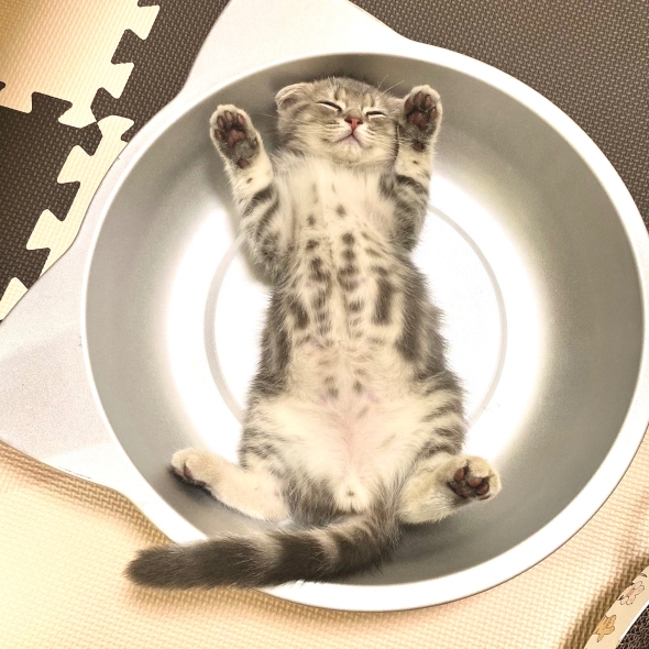 生後2カ月のニャンコ