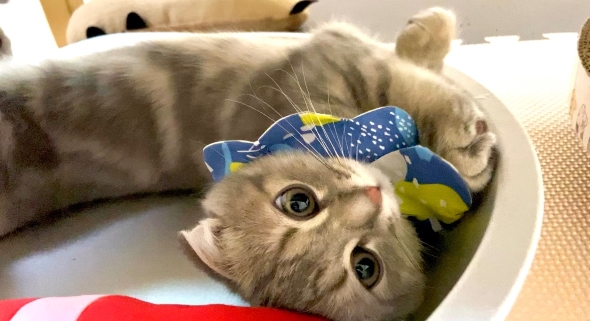 生後3カ月のニャンコ