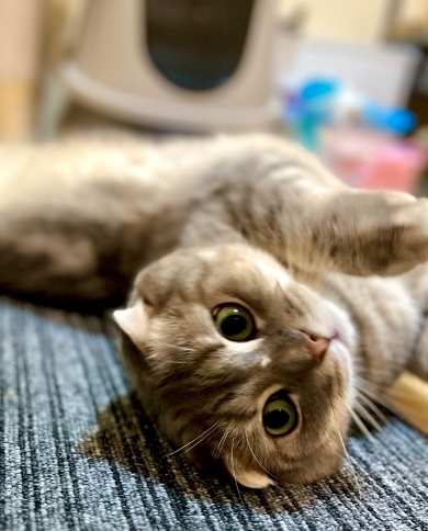 3歳のニャンコ