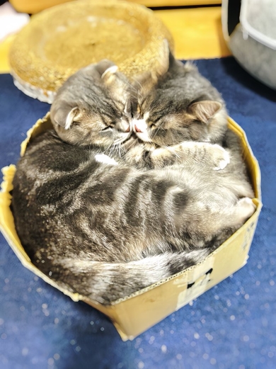 段ボールに入った2匹のニャンコ