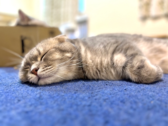寝ているニャンコ