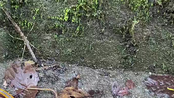 動画冒頭切り抜き