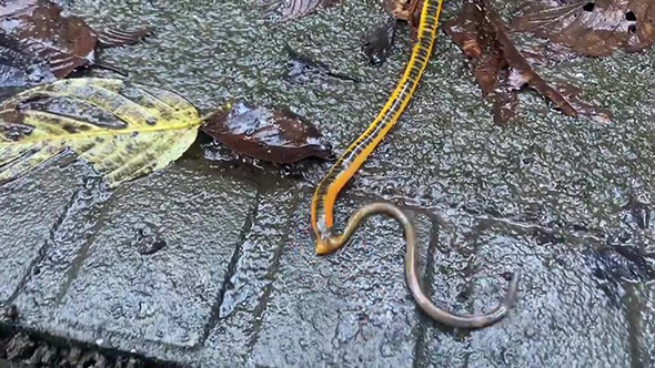 ミミズに食らいつくヒル
