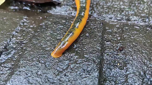 ミミズを食べ終わったヒル