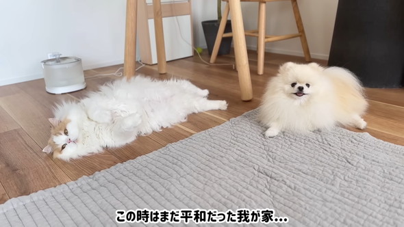 モフモフしたワンコと猫ちゃん