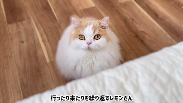 ついてきてほしい猫ちゃん