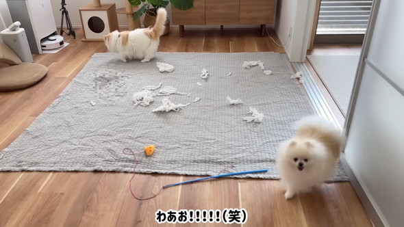 ティッシュが散らばる部屋とワンコ