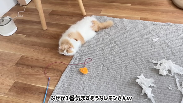 気まずそうな猫ちゃん