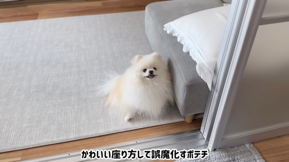 かわいく座るワンコ