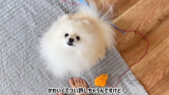 見上げるワンコ