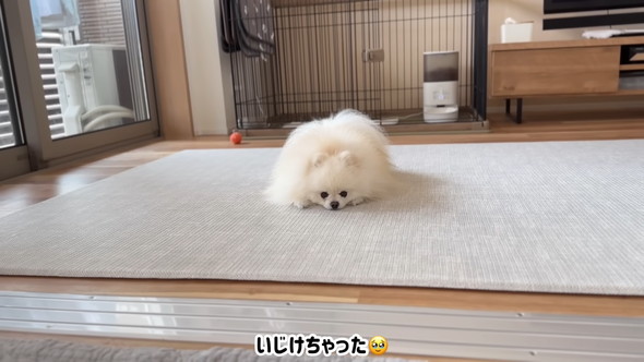 いじけるワンコ