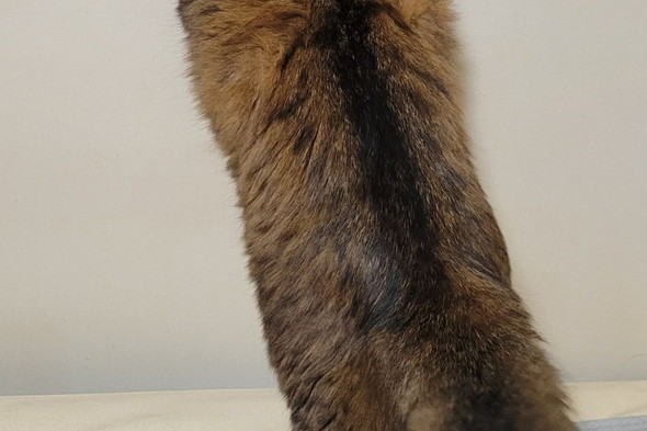 ふ菓子っぽい猫ちゃん