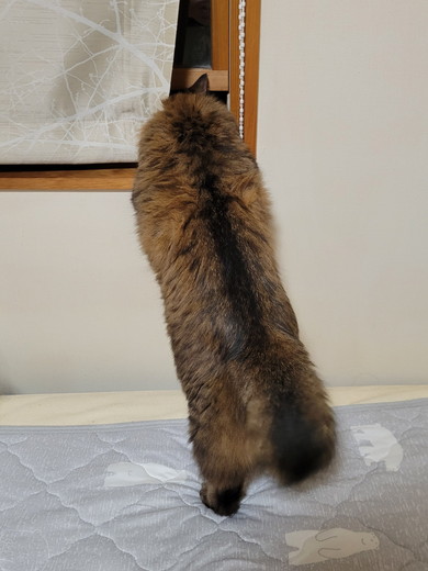 ふ菓子っぽい猫ちゃん