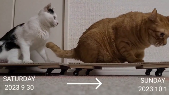 こもちちゃん登場