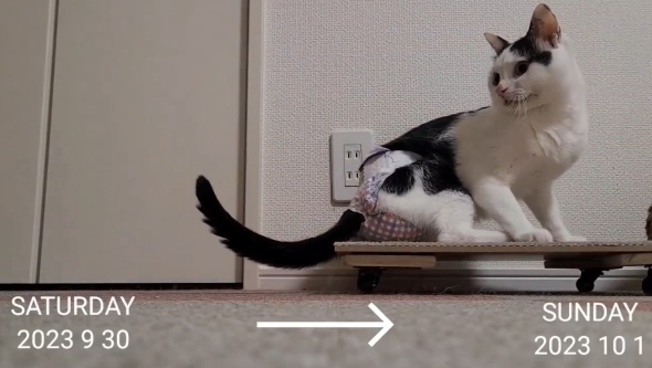 優雅に決めポーズ