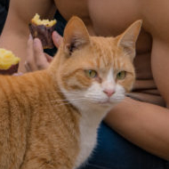 マッチョと焼き芋と猫