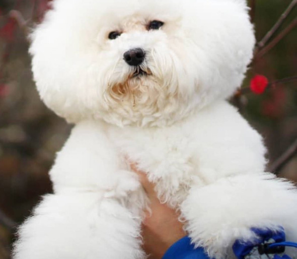 抱えられるワンコ