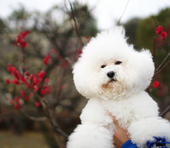 毛がへこむワンコ