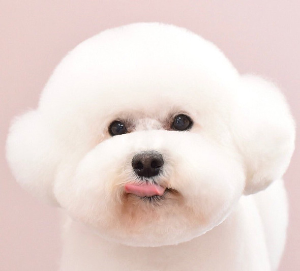 舌を出すワンコ