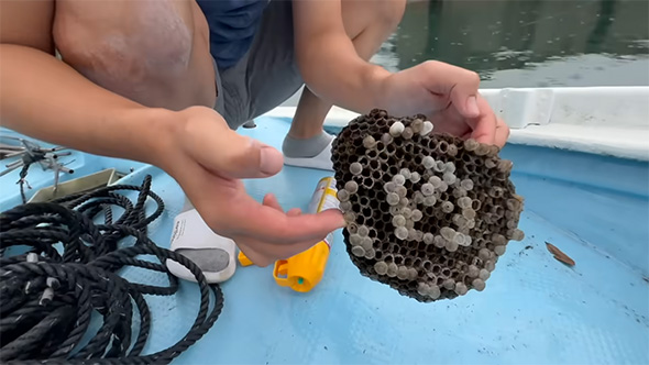 ハチの巣を取ったところ