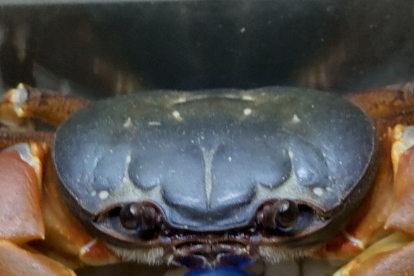 ビー玉を抱えるオカガニさん